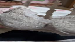 観察