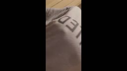 豆