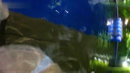 3069525 プレミア映像！絶世の美〇女Mちゃん