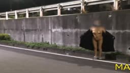 大通りで全裸露出 深夜だから自由に歩いてとお願いしたら全裸のまま遠くまで行くので内心ハラハラでしたが色んな場所で撮影しました