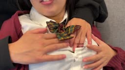 526