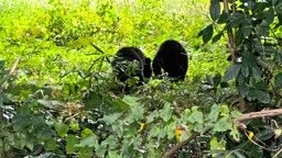 young bearly girl
