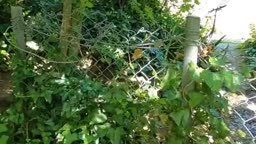 Mature Blonde Sue Masturbates in the Woods