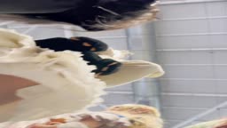 ノーパンvoyeur