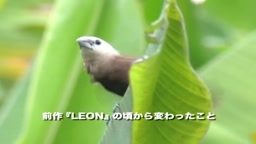 かでなれおん2