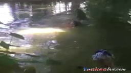 bangla girl rina bathing in pond