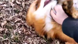 狐とタヌキどっちが好き??