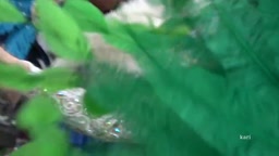 胸チラ　サンバ