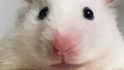 HAMSTER